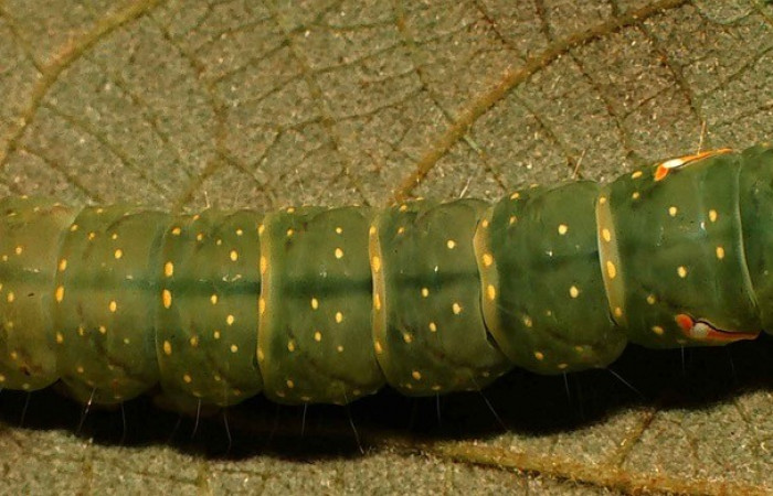 Figura 13. Detalle dorsal, <i>Encruphion leena</i> (Erebidae). (99-SRNP-11783-DHJ51626).