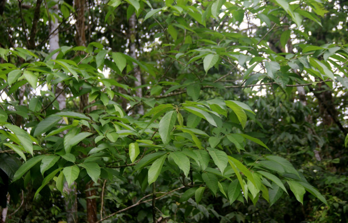 Fig 1. Unas de las planta hospedera donde se alimenta <i>Encruphion xanthotricha</i> (Erebidae) <i>Apeiba membranacea</i> (Malvaceae). Foto, Minor Carmona, Sendero Aura, Estación Biológica Wege.