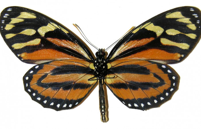 Figura 2. Vista ventral <i>Lycorea atergatis</i> (Nymphalidae),envergadura alar 89 mm. Voucher: 04-SRNP-47731-DHJ308143.jpg.  