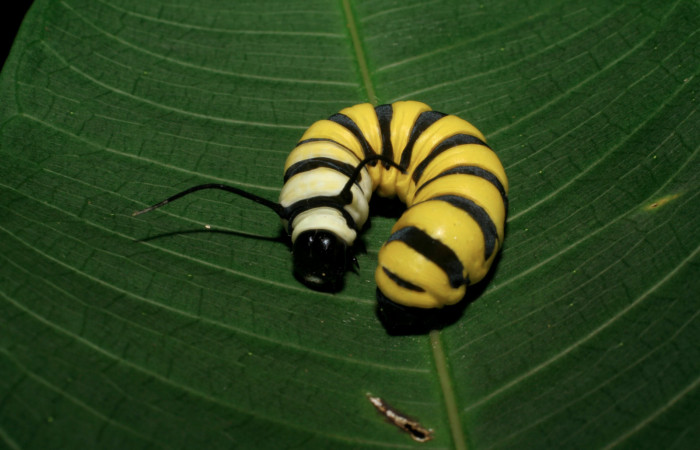 Figura 5. Cabeza de frente <i>Lycorea atergatis</i> (Nymphalidae), larva en último estadío 39 mm. Foto: 18/marzo/2006.    Voucher: 06-SRNP-21007-DHJ411788.jpg.  