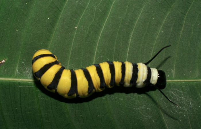 Figura 3. Vista dorsal <i>Lycorea atergatis</i> (Nymphalidae), larva en último estadío 39 mm.   Foto: 18/marzo/2006.  Voucher: 06-SRNP-21007-DHJ411794.jpg.  