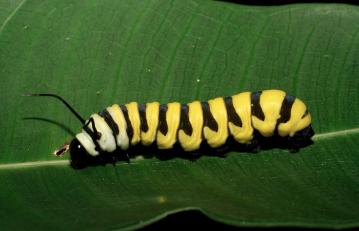 Figura 4. Vista lateral <i>Lycorea atergatis</i> (Nymphalidae), larva en último estadío 39 mm. Foto: 18/marzo/2006.    Voucher: 06-SRNP-21007-DHJ411797.jpg.  