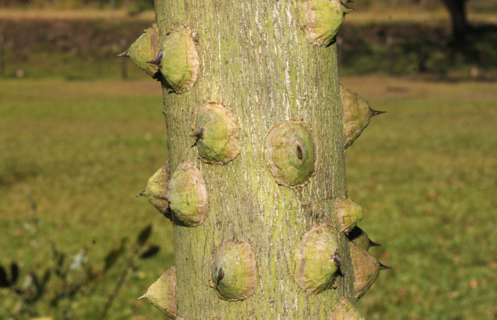 Fig. 10 Tallo de <i>Zanthoxylum setulosum</i> (Rutaceae) 15 de marzo 2023, Estación Biológica Los Almendros Sector El Hacha ACG. Foto: Roster Moraga.