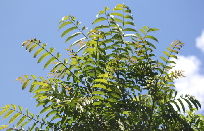 Fig. 11 Tallo de <i>Zanthoxylum setulosum</i> (Rutaceae) 15 de marzo 2023, Estación Biológica Los Almendros Sector El Hacha ACG. Foto: Roster Moraga.