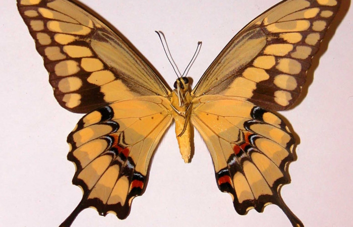 Fig. 2 Vista ventral de la hembra <i>Heraclides cresphontes</i> (Papilionidae) (92-SRNP-2738-DHJ38761).