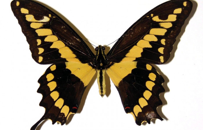 Fig. 3 Vista dorsal del macho <i>Heraclides cresphontes</i> (Papilionidae) (98-SRNP-11855-DHJ97392).