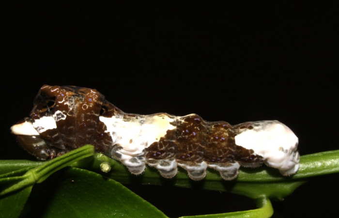 Fig. 5 Vista lateral de oruga <i>Heraclides cresphontes</i> (Papilionidae) sobre <i>Citrus limon</i> (introducido) (14-SRNP-42909-DHJ708908).