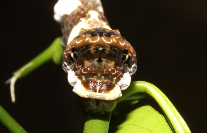 Fig. 7 Vista frontal de oruga <i>Heraclides cresphontes</i> (Papilionidae) sobre <i>Citrus limon</i> (introducido) (14-SRNP-42909-DHJ708914).