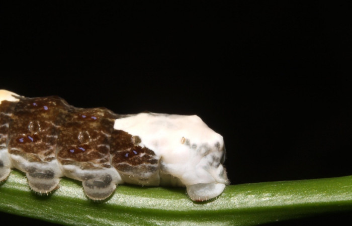 Fig. 8 Vista lateral último segmento de oruga <i>Heraclides cresphontes</i> (Papilionidae) sobre <i>Citrus limon</i> (introducido) (14-SRNP-42909-DHJ708913).
