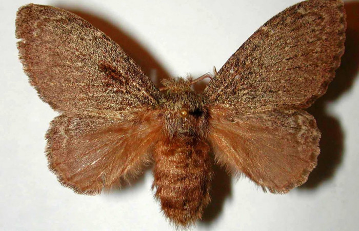 Figura 19. Adulto de <i>Euglyphis</i> mariaDHJ03 (Lasiocampidae). Área de Conservación Guanacaste, Sector Santa Rosa. 97-SRNP-1346-DHJ41398.jpg.