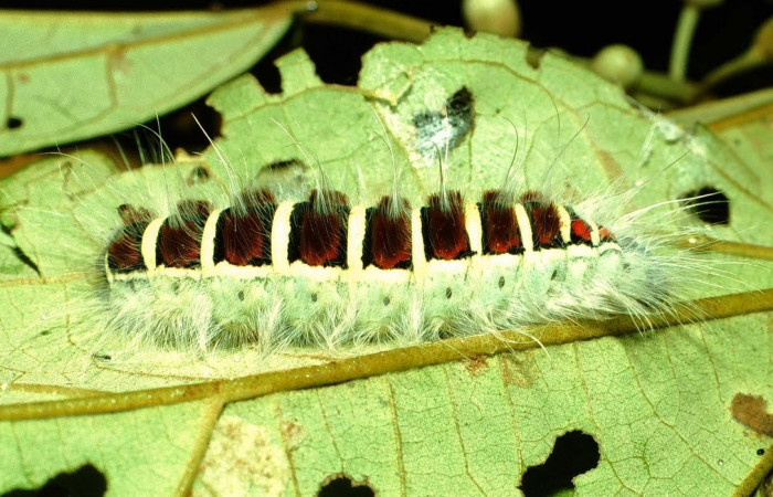 Figura 16. Larva de <i>Euglyphis</i> mariaDHJ02 (Lasiocampidae), último estadio, En la hoja de la planta <i>Hampea appendiculata</i> (Malvaceae). Area de Conservación Guanacaste, Sector Cacao,01-SRNP-2025-DHJ60705.jpg.