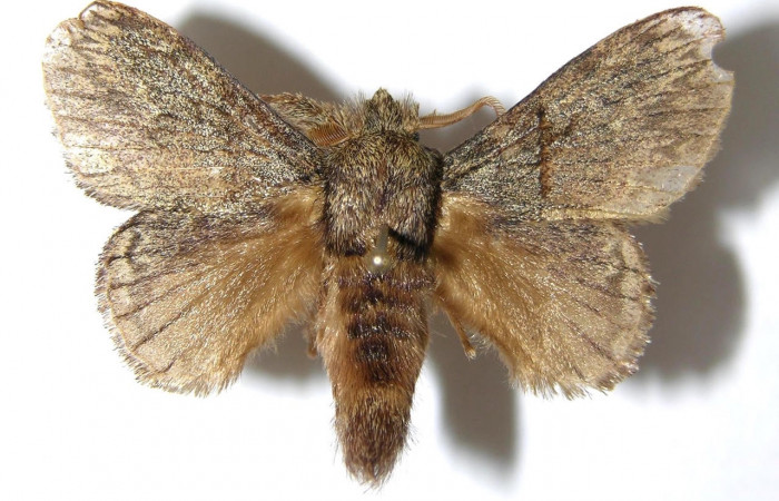 Figura 15. Adulto de <i>Euglyphis</i> mariaDHJ01 (Lasiocampidae). Área de Conservación Guanacaste, Sector Santa Rosa. 06-SRNP-4143-DHJ349496.