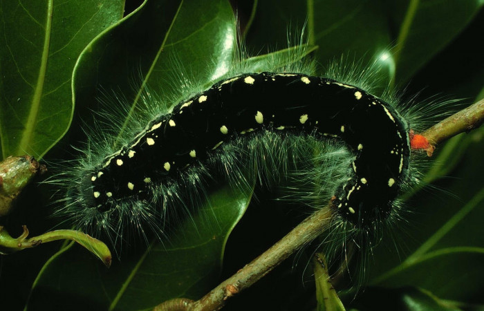Figura 18. Larva de <i>Euglyphis</i> mariaDHJ03 (Lasiocampidae), último estadio, En la hoja de la planta <i>Damburneya salicina</i> (Lauraceae). Area de Conservación Guanacaste, Sector Cacao, 97-SRNP-1346-DHJ41398.jpg.