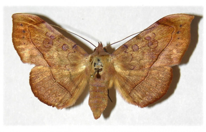 Fig. 1 Adulto Argidia aufidia (Erebidae), hembra vista lateral mide 48mm. Sendero Bejuquilla, Sector El Hacha, 280m. 01-SRNP-9750-DHJ313878.