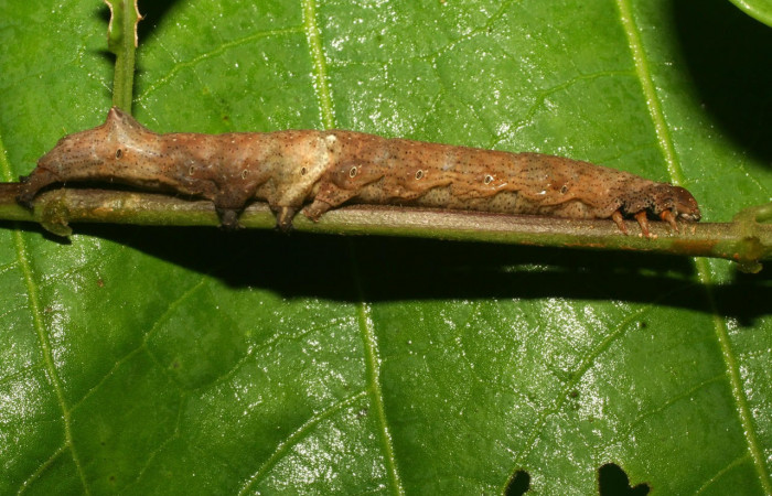 Fig.10. Larva de <i>Feigeria</i> buteoDHJ02. Voucher : 10-SRNP-31509-DHJ471920.jpg