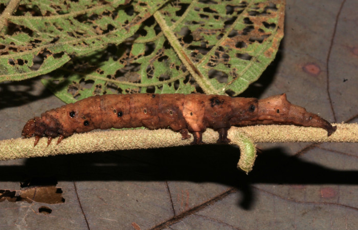 Fig.13. Larva de <i>Feigeria</i> buteo. Voucher : 20-SRNP-32075-DHJ778490.jpg.