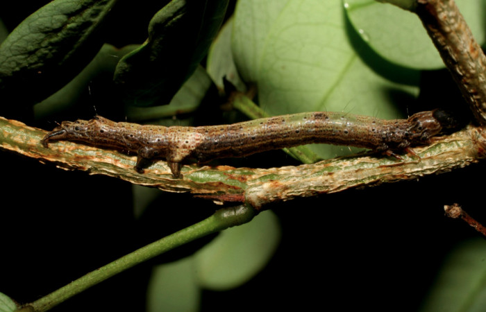 Fig.5 .Larva de <i>Feigeria</i> buteoDHJ02. Voucher : 06-SRNP-45928-DHJ415040.jpg.