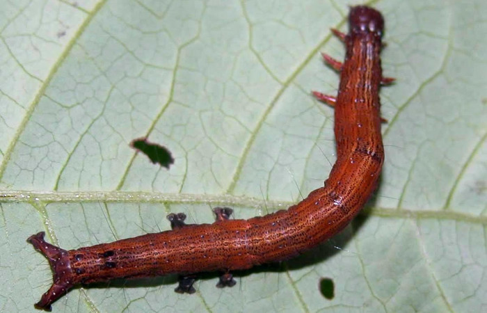 Fig.7. Larva de <i>Feigeria</i> buteoDHJ01. Voucher : 03-SRNP-21117-DHJ91239.jpg.