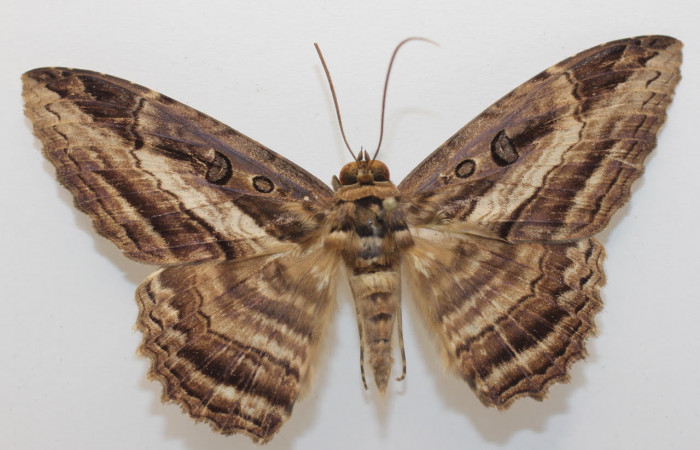 Fig.1. Adulto de <i>Feigeria</i> buteoDHJ01. En posición dorsal. Voucher : 19-SRNP-27469-DHJ960660.jpg.