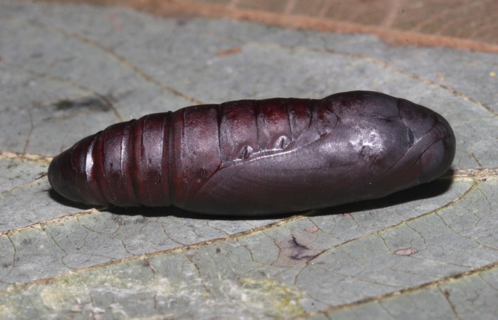 Fig.12. Mostrando capullo de <i>Feigeria</i> buteoDHJ02. Voucher : 18-SRNP-31515-DHJ746556.jpg.