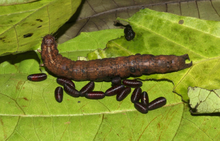 Fig.16. Larva de <i>Feigeria buteo</i> en con un grupo de puparios de la familia Tachinidae. Voucher : 18-SRNP-31902-DHJ747929.jpg.