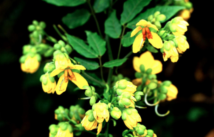 Fig.18. Mostrando floración de <i>Senna undulata</i> (Fabaceae). Planta hospedera de <i>Feigeria</i> buteoDHJ02.