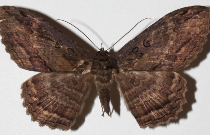 Fig.3. Adulto de <i>Feigeria</i> buteoDHJ04. En posición dorsal. Voucher : 18-SRNP-65373-DHJ942204.jpg.