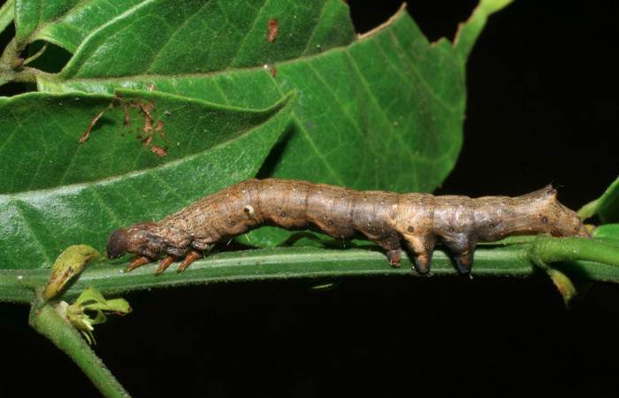 Fig.9. Larva de <i>Feigeria</i> buteoDHJ02. Voucher : 08-SRNP-31975-DHJ445577.jpg.