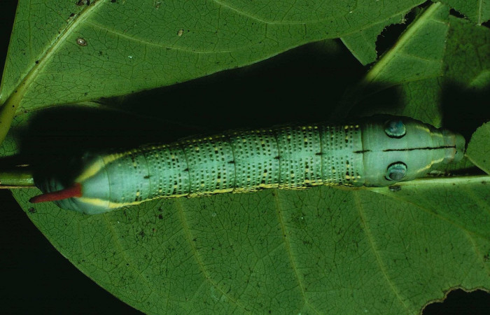 Fig.05. Larva de <i>Xylophanes striatum</i>, Sphingidae, vista dorsal, último estadío, 55mm de longitud. Voucher: 88-SRNP-210-DHJ10547.jpg.