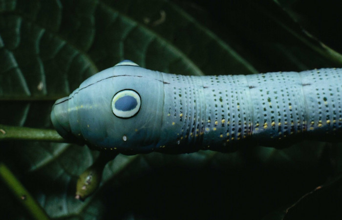 Fig.06. Larva de <i>Xylophanes striatum</i>, Sphingidae, acercamiento lateral torax, último estadío, 73mm de longitud. Voucher: 90-SRNP-131-DHJ12348.jpg