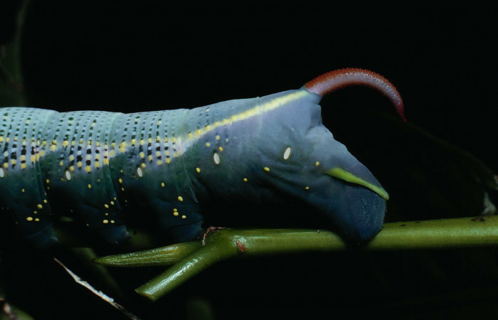 Fig.07. Larva de <i>Xylophanes striatum</i>, Sphingidae, acercamiento lateral trasero, último estadío, 73mm de longitud. Voucher: 90-SRNP-131-DHJ12354.jpg.	