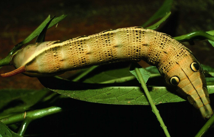 Fig.11. Larva de <i>Xylophanes striatum</i>, Sphingidae, vista dorsal, último estadío, 85mm de longitud. Voucher: 97-SRNP-1277-DHJ41214.jpg.