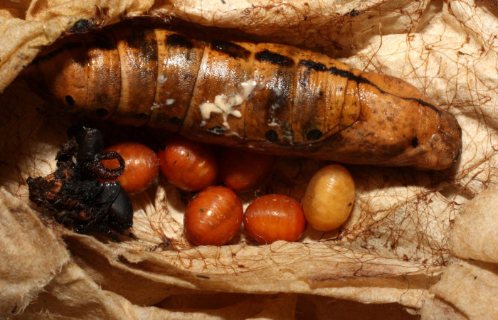 Fig.12. Pupa de <i>Xylophanes striatum</i>, Sphingidae, vista dorsal pupa y a la par 6 puparios parasitoides recién formados, 56mm de longitud. Voucher: 13-SRNP-36136-DHJ490426.jpg.