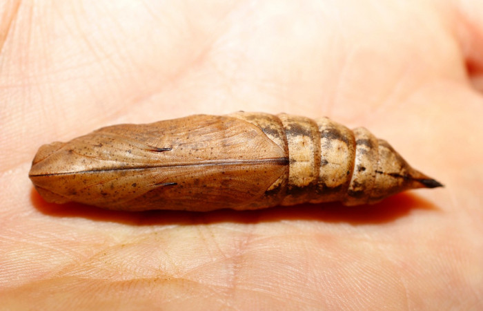 Fig.14. Pupa de <i>Xylophanes striatum</i>, Sphingidae, vista ventral, 58mm de longitud. Voucher: 13-SRNP-35984-DHJ801536.jpg.