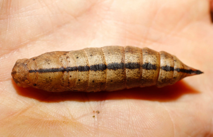 Fig.15. Pupa de <i>Xylophanes striatum</i>, Sphingidae, vista dorsal, 58mm de longitud. Voucher: 13-SRNP-35984-DHJ801537.jpg.