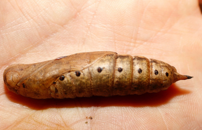 Fig.16. Pupa de <i>Xylophanes striatum</i>, Sphingidae, vista lateral, 58mm de longitud. Voucher: 13-SRNP-35984-DHJ801538.jpg.