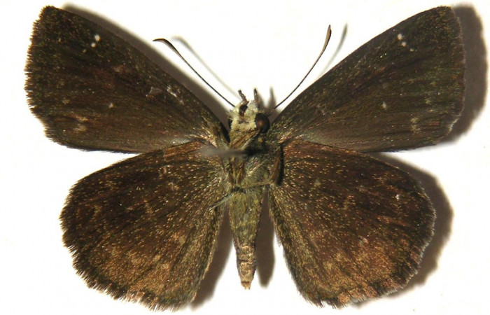  Adulto en posición ventral de <i>Staphylus vulgata</i> (Hesperiidae). Sector Del Oro, Quebrada Lajosa. Voucher  04-SRNP-20669-DHJ304745.