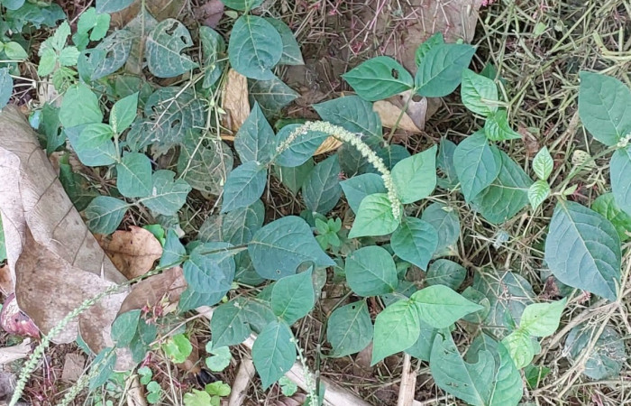  <i>Achyranthes aspera</i> (Amaranthaceae), planta hospedera de <i>Staphylus vulgata</i> (Hesperiidae). Sector San Cristóbal, Sendero Corredor. Foto, Elda Araya, 20 Marzo 2023.
