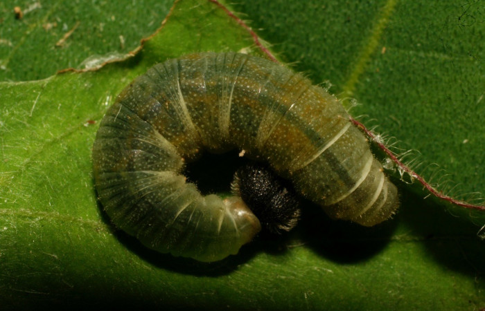  Larva en posición dorsal de <i>Staphylus vulgata</i> (Hesperiidae), U estadio. Sector Pitilla, Armonías. Voucher 10-SRNP-32109-DHJ477146.jpg.