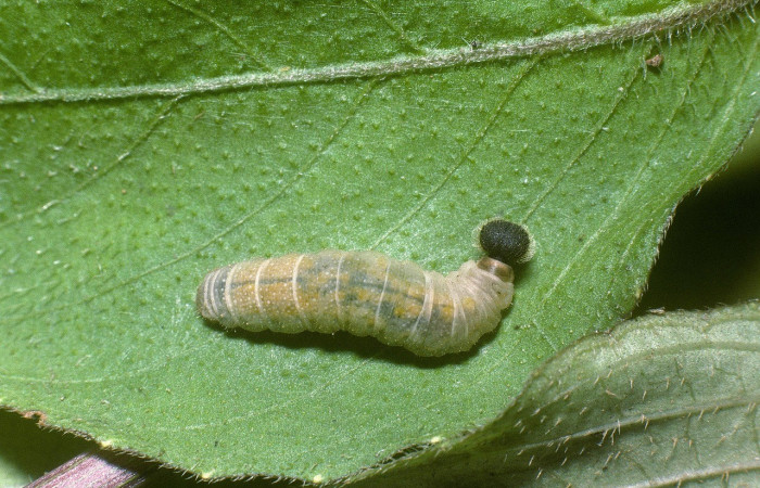  Larva en posición dorsal de <i>Staphylus caribbea</i> (Hesperiidae), U estadio. Sector Rincon Rain Forest, Puente Rió Negro. Voucher 04-SRNP-42021-DHJ87142.jpg.