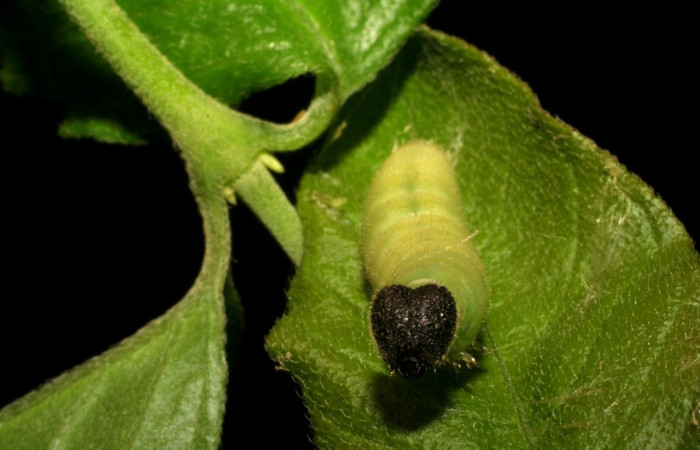  Larva en posición frontal de <i>Staphylus vulgata</i> (Hesperiidae), prepupa. Sector Mundo Nuevo, La Perla. Voucher 05-SRNP-59434-DHJ408718.jpg.