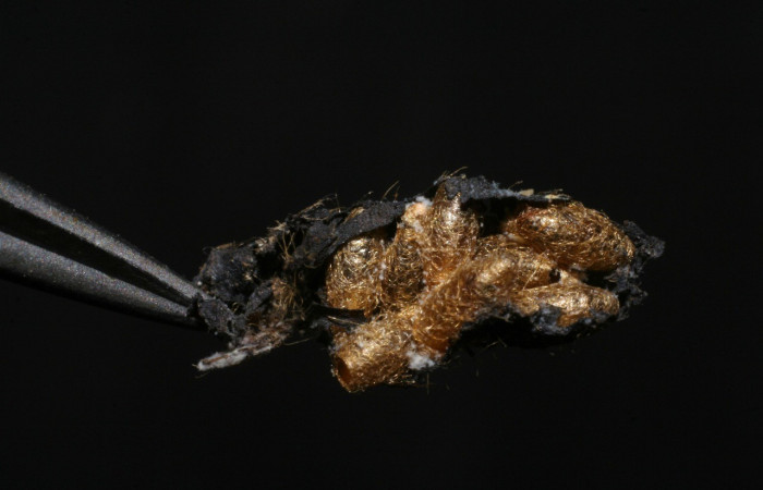  Capullos de parásito <i>Meteorus</i> janzen14, parásito de la familia Braconidae en <i>Staphylus vulgata</i> (Hesperiidae). Sector Del Oro, Quebrada Lajosa. Voucher 06-SRNP-22885-DHJ447751.jpg.