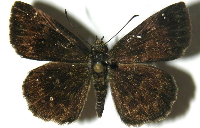  Adulto en posición dorsal de <i>Staphylus vulgata</i> (Hesperiidae). Sector Del Oro, Quebrada Lajosa. Voucher  04-SRNP-20669-DHJ304744.