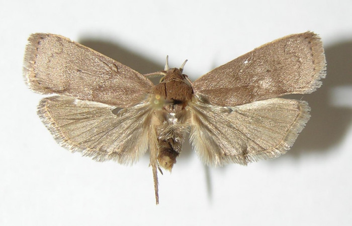 Figura 6. Adulto de <i>Anadasmus</i> Janzen25 (Depressariidae), macho vista dorsal, localidad Río Azufrado, Sector Potrerillos ACG (95m). Voucher: 00-SRNP-18132-DHJ338588.jpg.