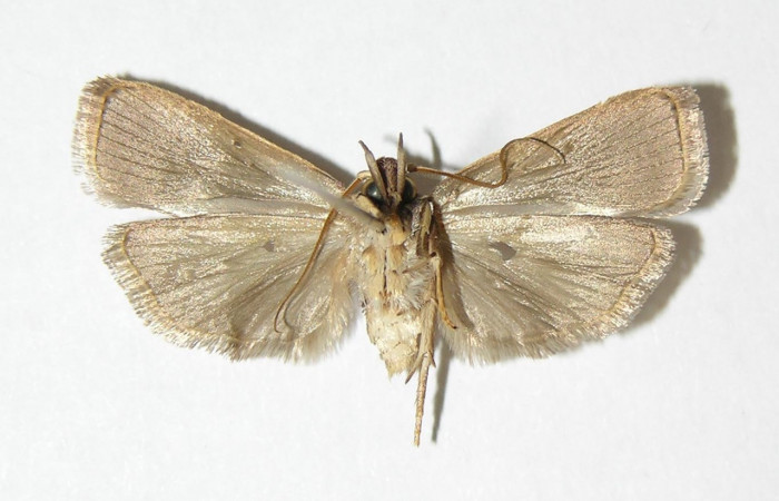 Figura 7. Adulto de <i>Anadasmus</i> Janzen25 (Depressariidae), macho vista ventral, localidad Río Azufrado, Sector Potrerillos ACG (95m). Voucher: 00-SRNP-18132-DHJ338589.jpg.