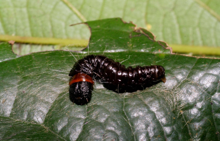 Figura 21. Larva <i>Anadasmus</i> Janzen11 (Depressariidae), último estadío (U) vista dorsal, localidad Puente Mena, Sector Del Oro ACG (280m). Voucher: 05-SRNP-24825-DHJ409281.jpg.