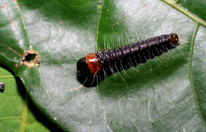 Figura 23. Larva <i>Anadasmus</i> Janzen30 (Depressariidae), último estadío (U) vista dorsal, localidad Coneja, Sector Pitilla ACG (415m). Voucher: 05-SRNP-34891-DHJ420538.jpg.