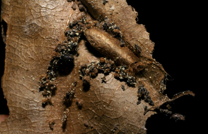 Figura 11. Restos capullo de parásito <i>Xiphosomella</i> Janzen02 (Ichneumonidae) que ataca <i>Anadasmus</i> Janzen25 (Depressariidae), localidad Sendero Laguna, Sector Pitilla ACG (680m). Voucher: 06-SRNP-34870-DHJ436605.jpg.