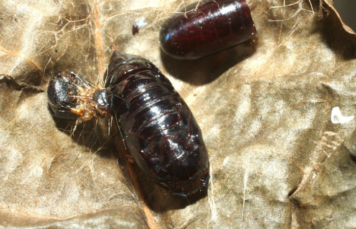 Figura 12. Restos pupario parásito <i>Hyphantrophaga ciriloumanai</i> (Tachinidae) que ataca <i>Anadasmus</i> Janzen25 (Depressariidae), localidad Garzasol, Sector Rincón Rain Forest ACG (400m). Voucher: 08-SRNP-41992-DHJ453531.jpg.