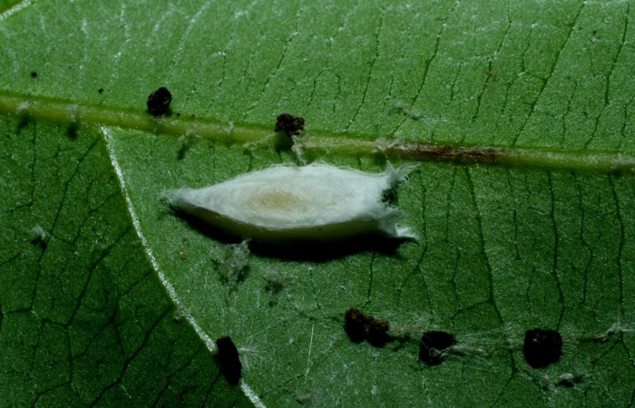 Figura 13. Capullo de parásito <i>Apanteles bienvenidachavarriae</i> (Braconidae) que ataca <i>Anadasmus</i> Janzen25 (Depressariidae), localidad Río Blanco Abajo, Sector San Cristóbal ACG (500m). Voucher: 09-SRNP-1846-DHJ453881.jpg.